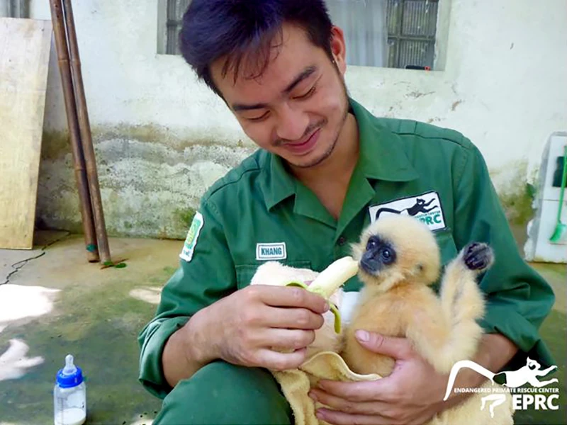 Cứu hộ thành công cá thể vượn nguy cấp trong sách đỏ ở Quảng Ngãi ảnh 3 Hiện tại cá thể vượn có sức khỏe, phát triển tốt.